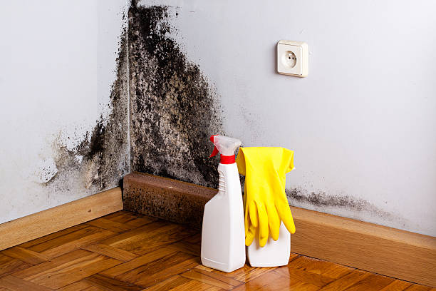 Best Post-Flood Mold Remediation in Hanahan, SC