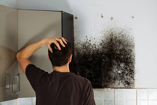 Best Residential Mold Remediation in Hanahan, SC