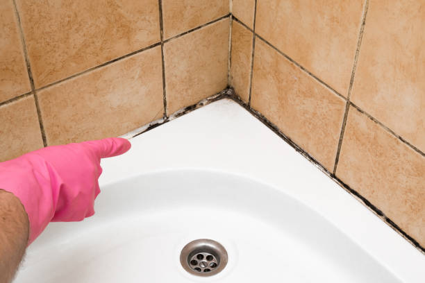 Best Crawl Space Mold Remediation in Hanahan, SC