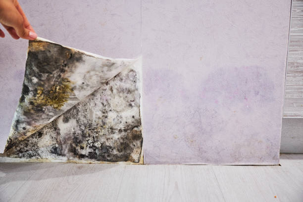 Best Insurance-Related Mold Remediation in Hanahan, SC